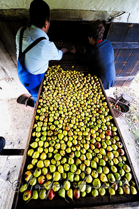 torrefaction of pears in the hut