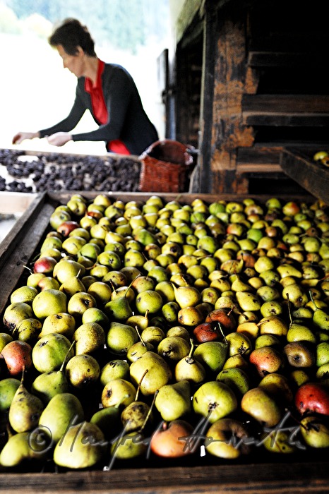 torrefaction of pears in the hut