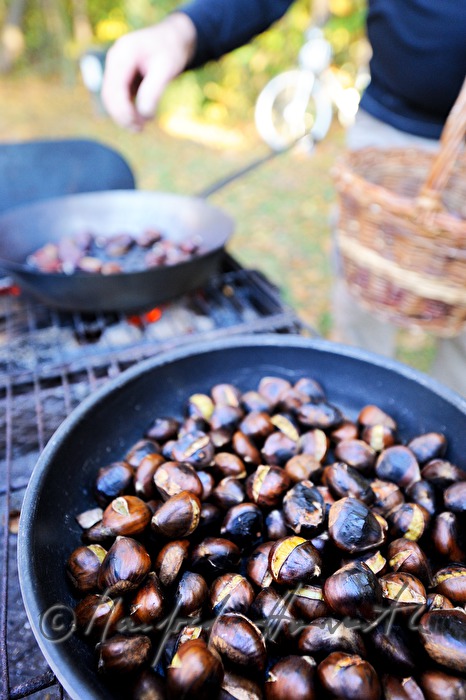 making of baked chestnuts at the chestnut festival