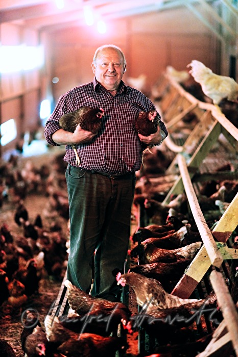 organic farmer with laying hens in the barn