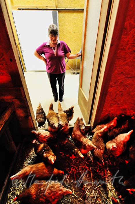 organic farmer woman with laying hens in the barn