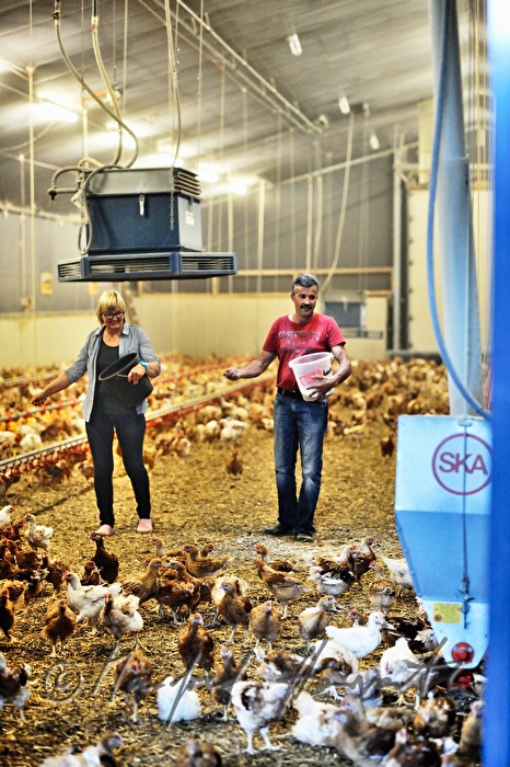 organic farmer feeding hens in the barn