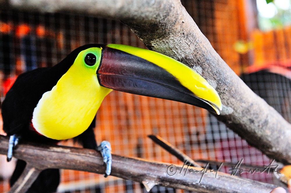 Chestnut-mandibled Toucan is a pet in a restaurant