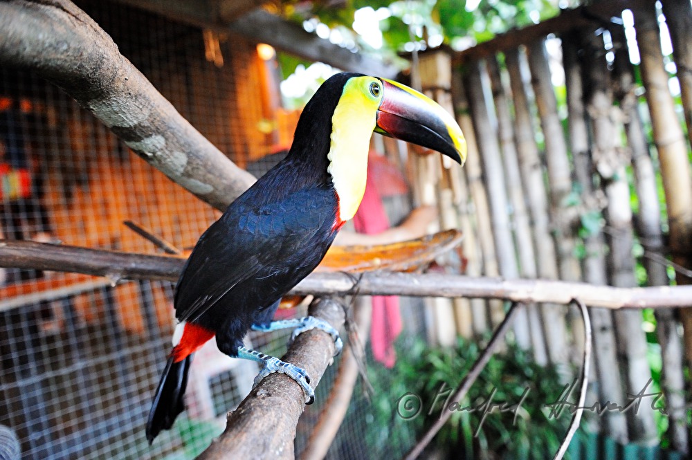Chestnut-mandibled Toucan is a pet in a restaurant