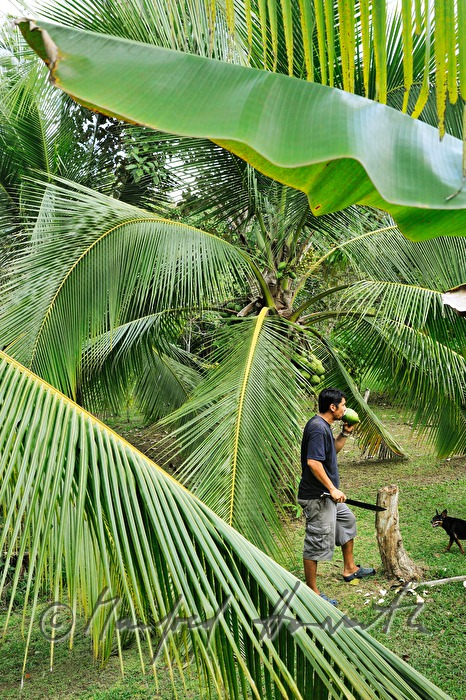 farmer drinks fresh coconut juice