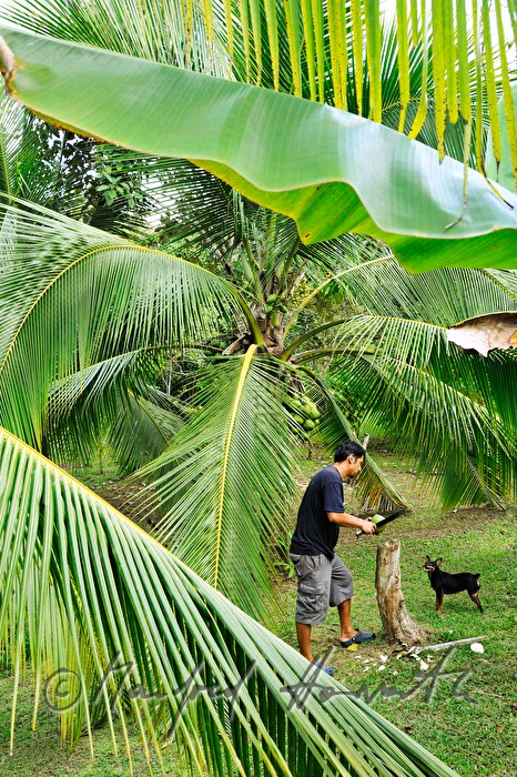 farmer opens a coconut with a machete