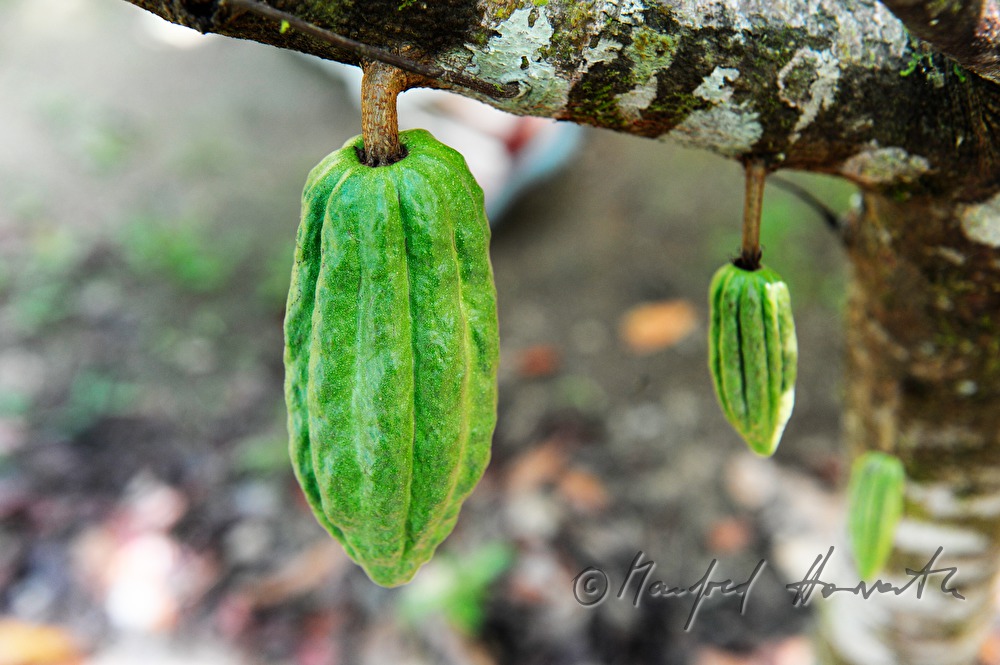 farmer drinks fresh coconut juice