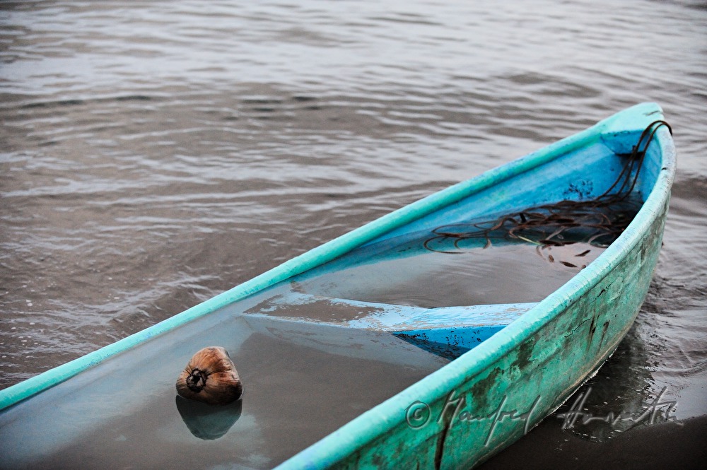a coconut swims in a floated rowing boat