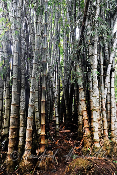 very old bamboo growing in a horst