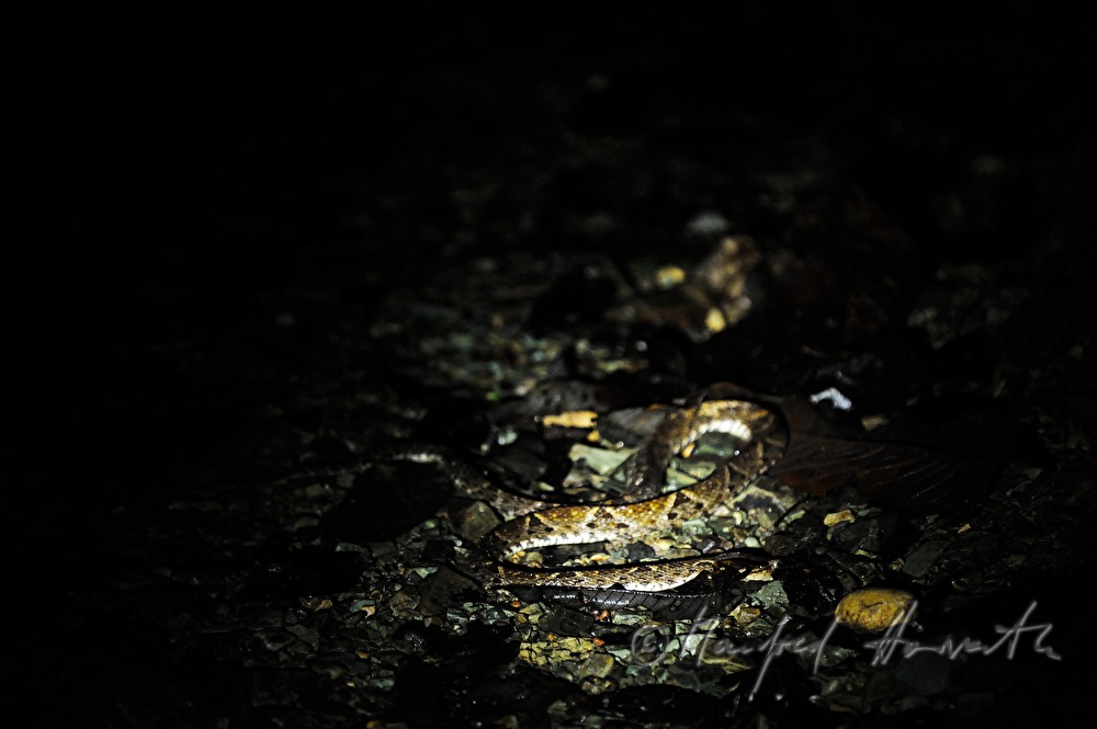 a nocturne lance-head viper