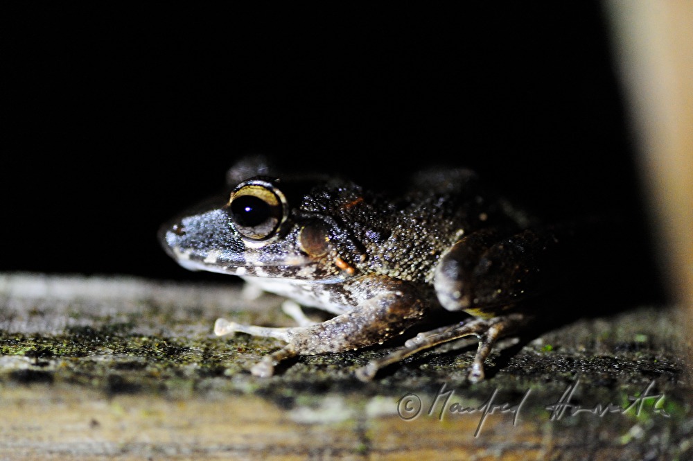 a meateating Smoky Jungle Frog