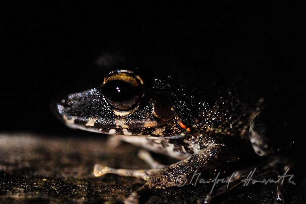 a meateating Smoky Jungle Frog