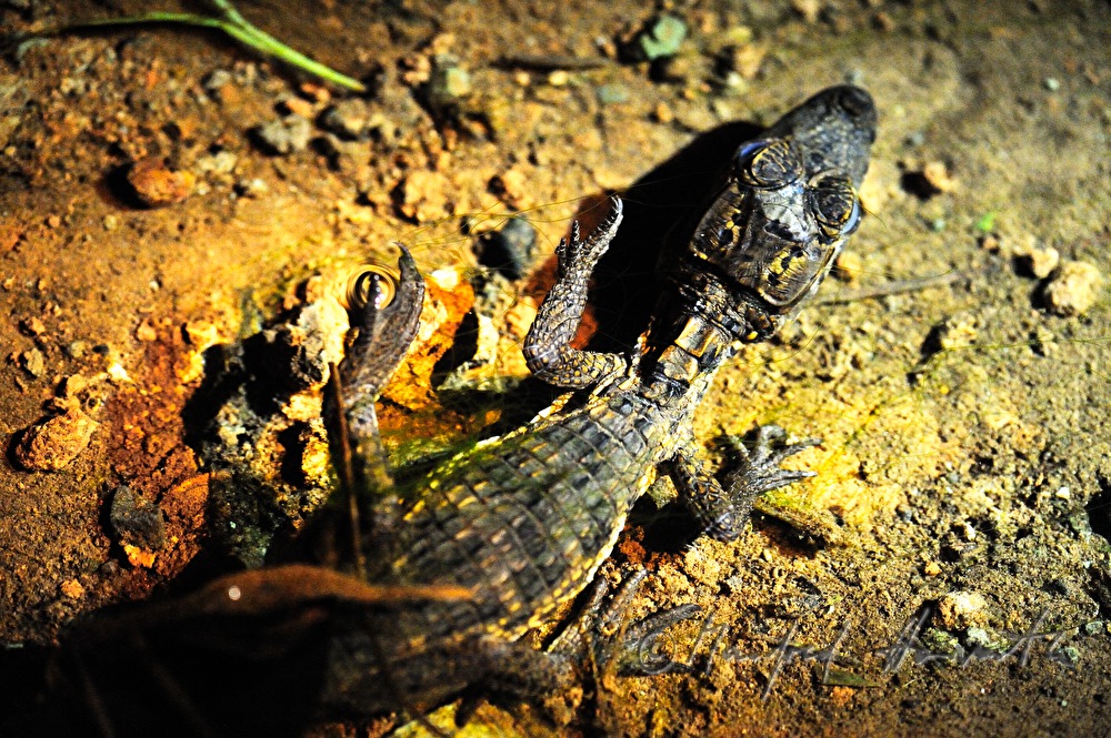 baby-caiman near the Esquinas Rainforest Lodge