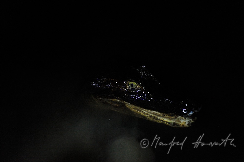 caiman near the Esquinas Rainforest Lodge