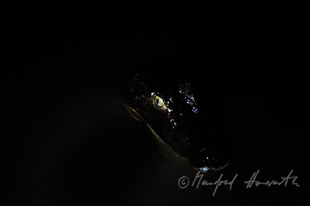 caiman near the Esquinas Rainforest Lodge
