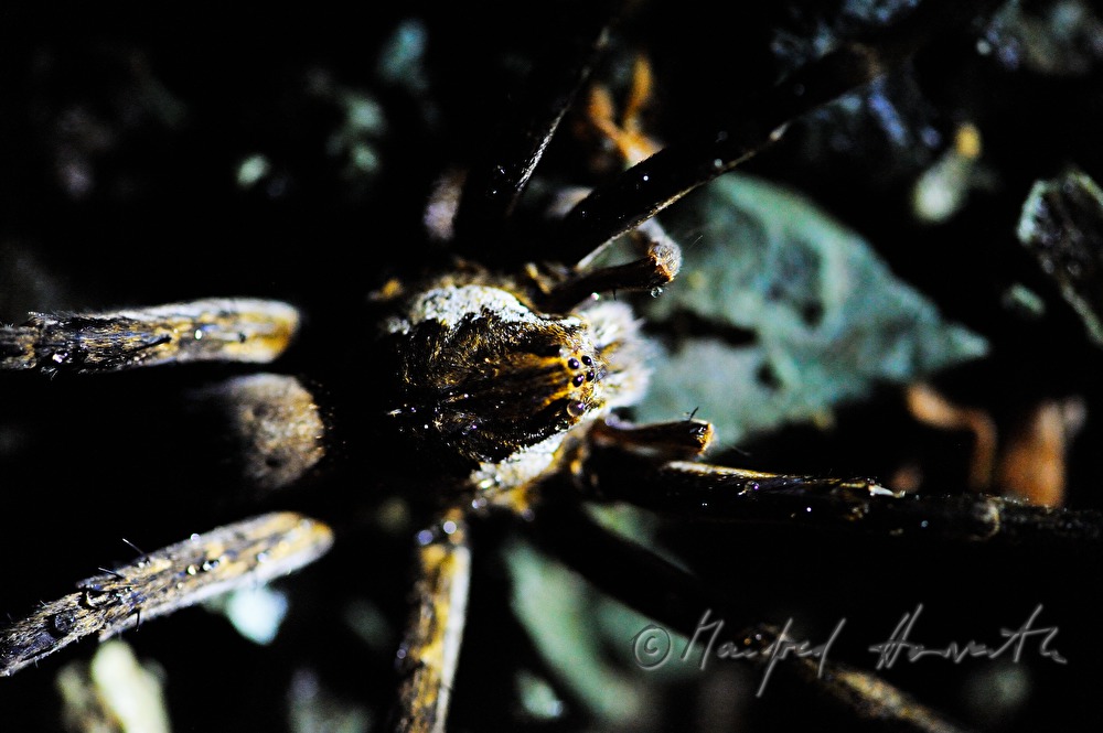 Wolf spider in the Esquinas Rainforest