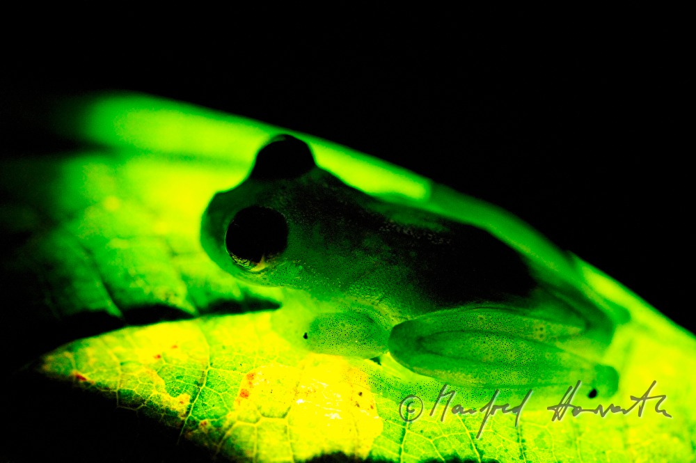 glass frog in the Esquinas Rainforest