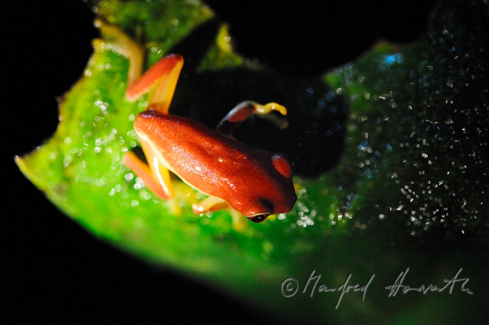 strawberry poison-dart frog in the Esquinas Rainforest