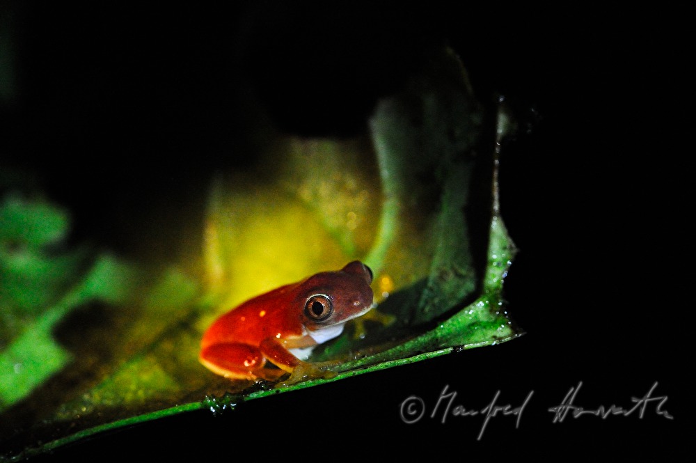 strawberry poison-dart frog in the Esquinas Rainforest