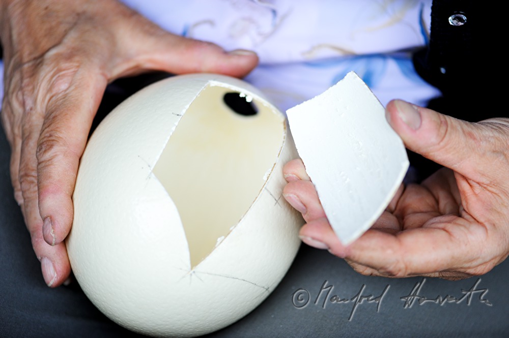 cutting ostrich eggs in the Easter egg workshop Reiner