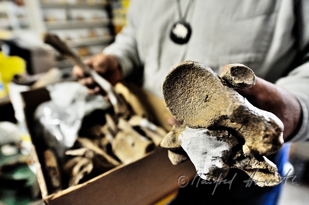 private archeologist with miscellaneous animal  bones