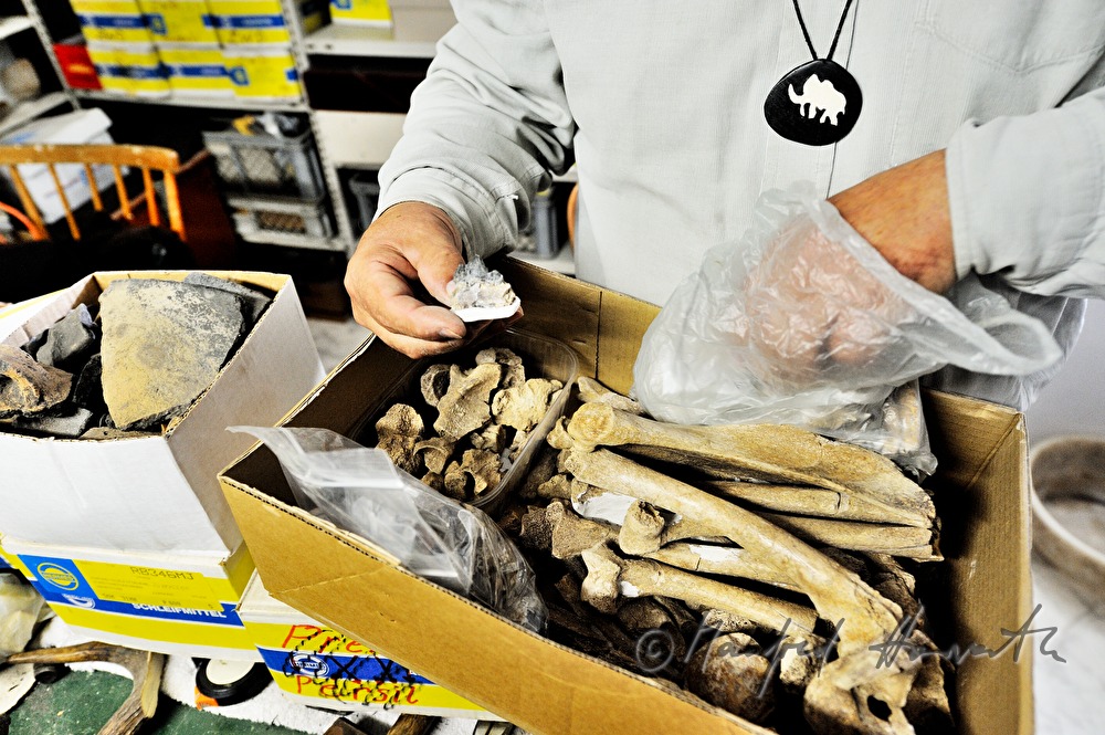 private archeologist with miscellaneous animal  bones
