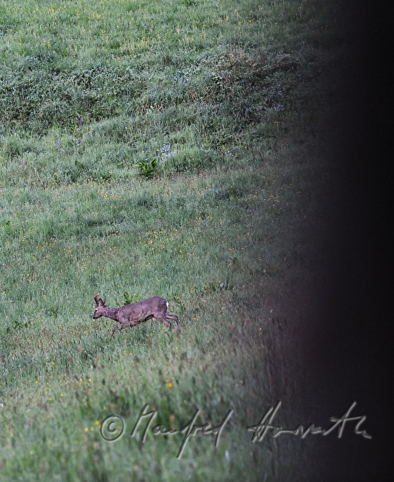 two years old roebuck in the morning