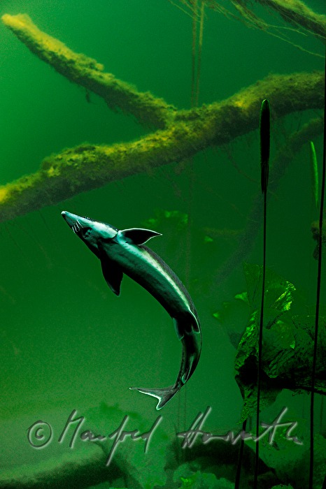 sturgeon in the aquarium of Castle Orth