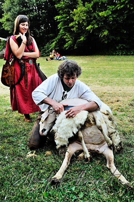performer shearing a sheep during the Celtic Festival