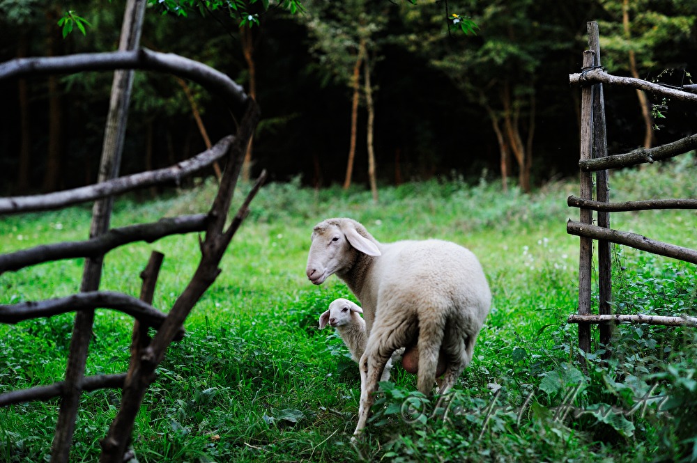 sheep and lamb in an enclosure near the farm