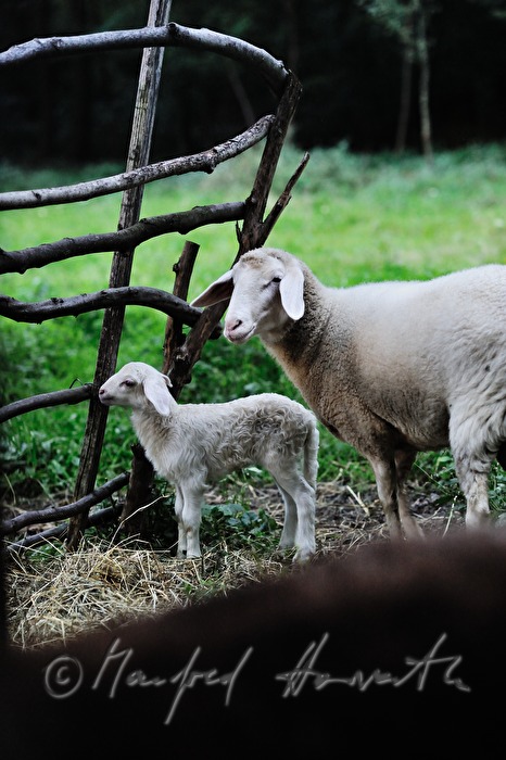 sheep and lamb in an enclosure near the farm