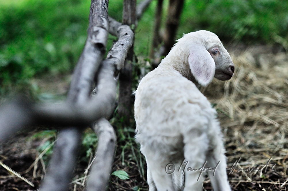 lamb in an enclosure near the farm