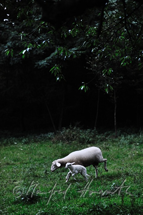 sheep and lamb in an enclosure near the farm