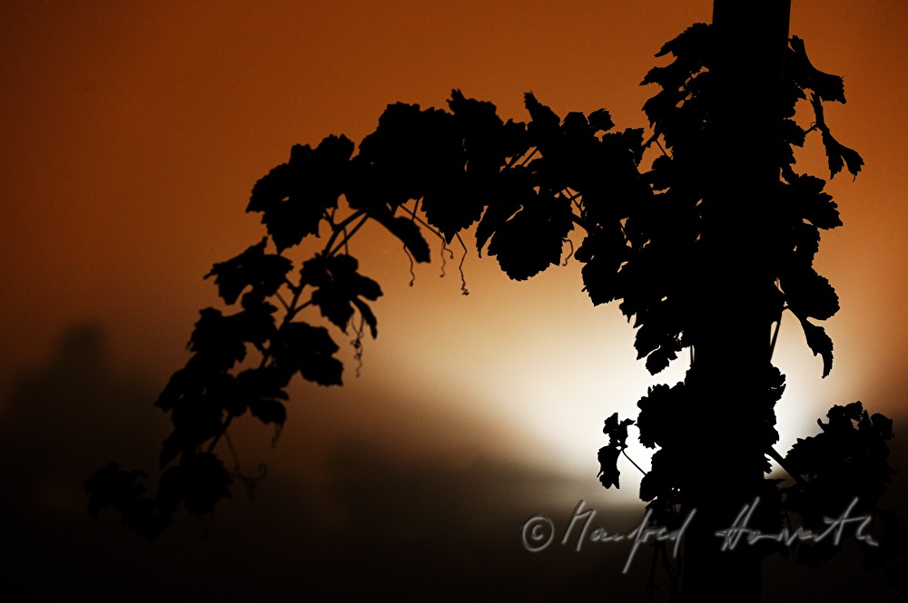 grapevine in the mist during sunset