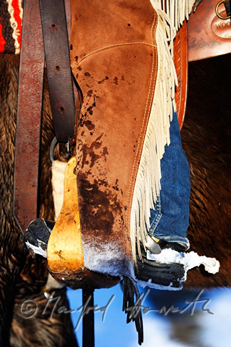 American Quarter Horse with western rider