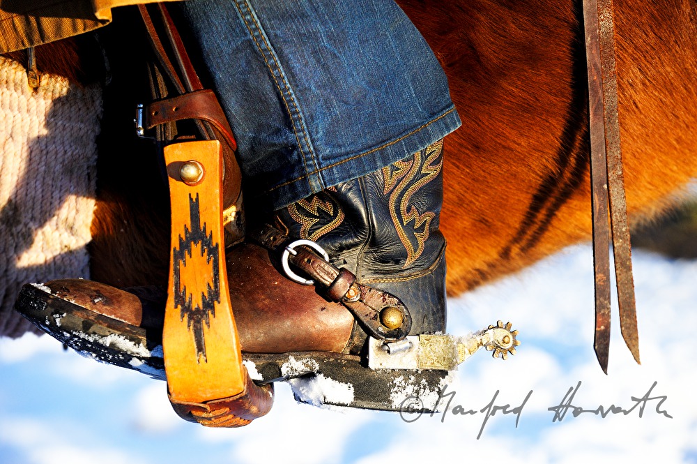 American Quarter Horse with western rider
