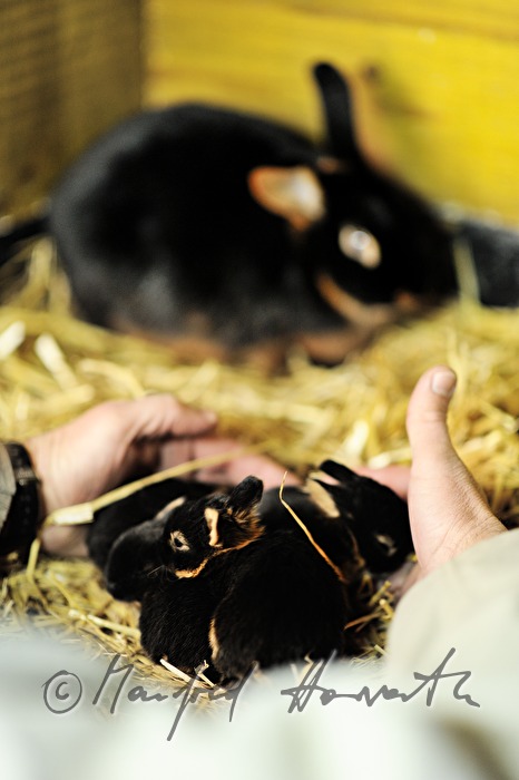 young rabbit in the barn