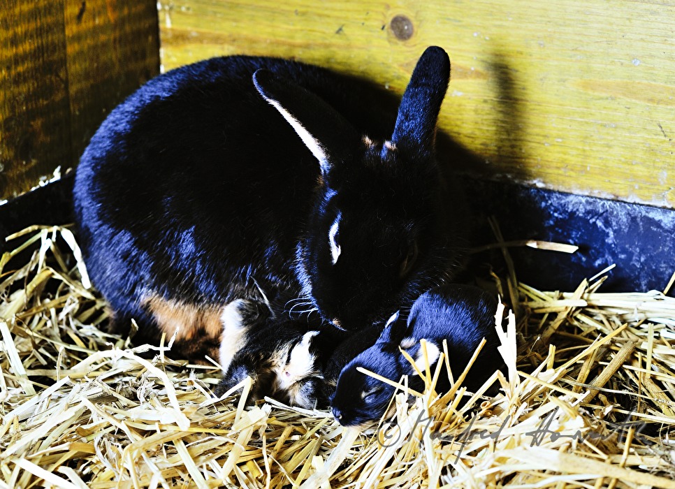 young rabbit in the barn