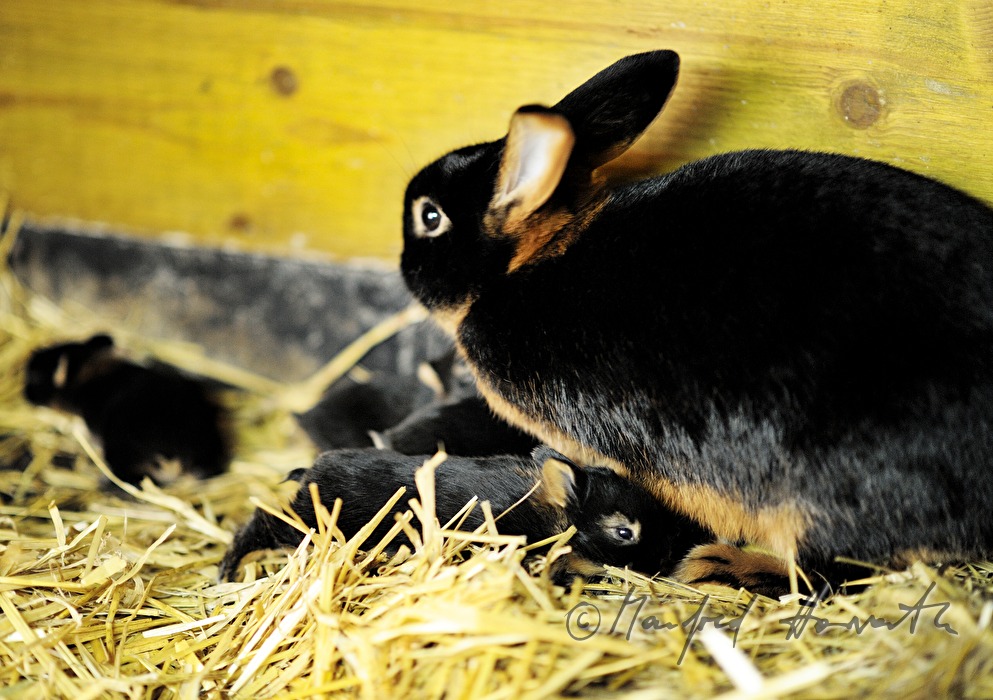 young rabbit in the barn