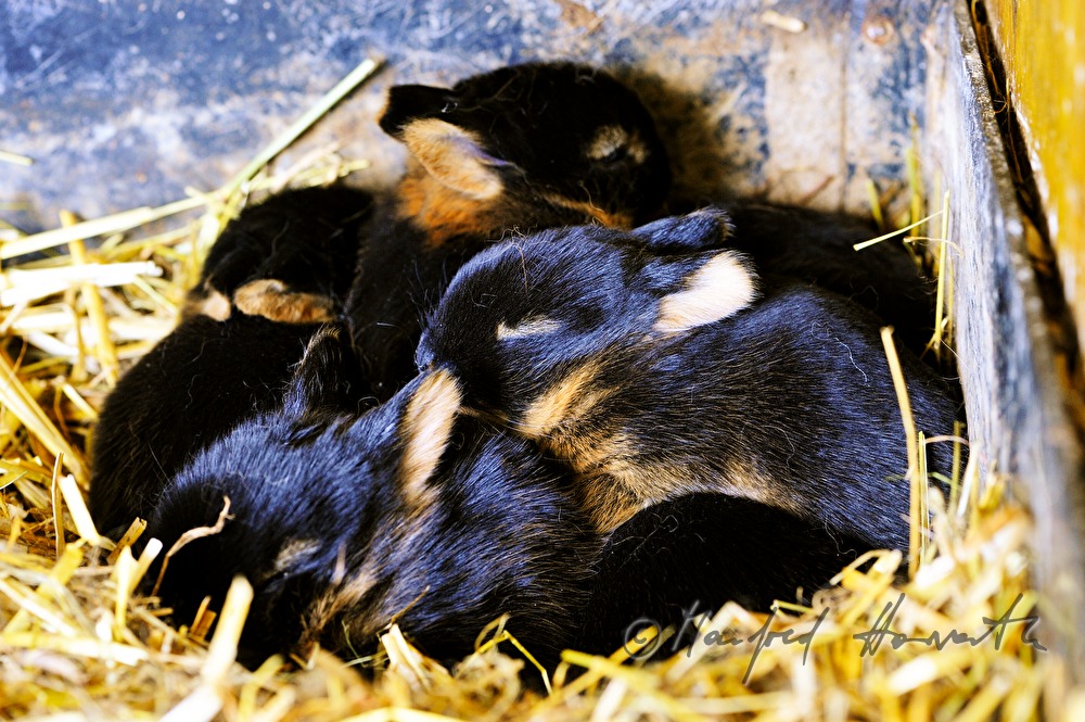 young rabbit in the barn