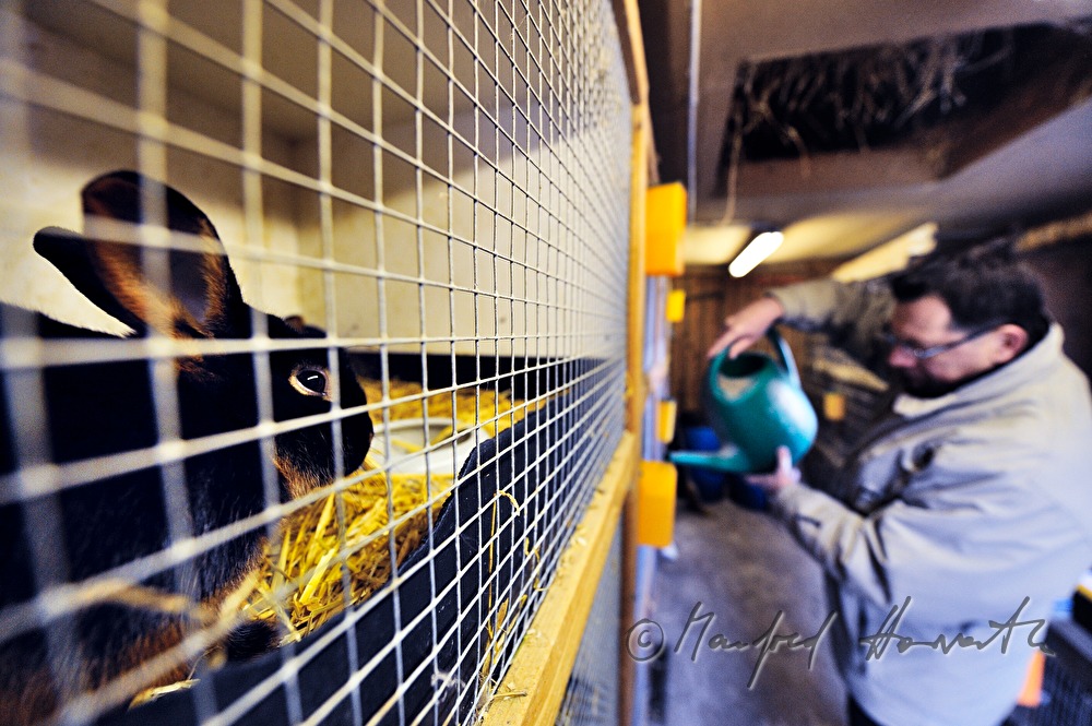 rabbit breeder giving water to his animals
