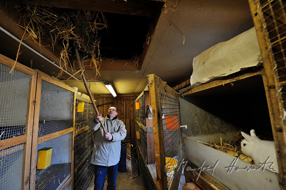 rabbit breeder at work in the barn