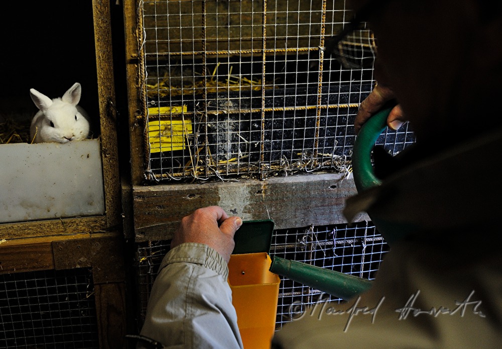 rabbit breeder giving water to his animals