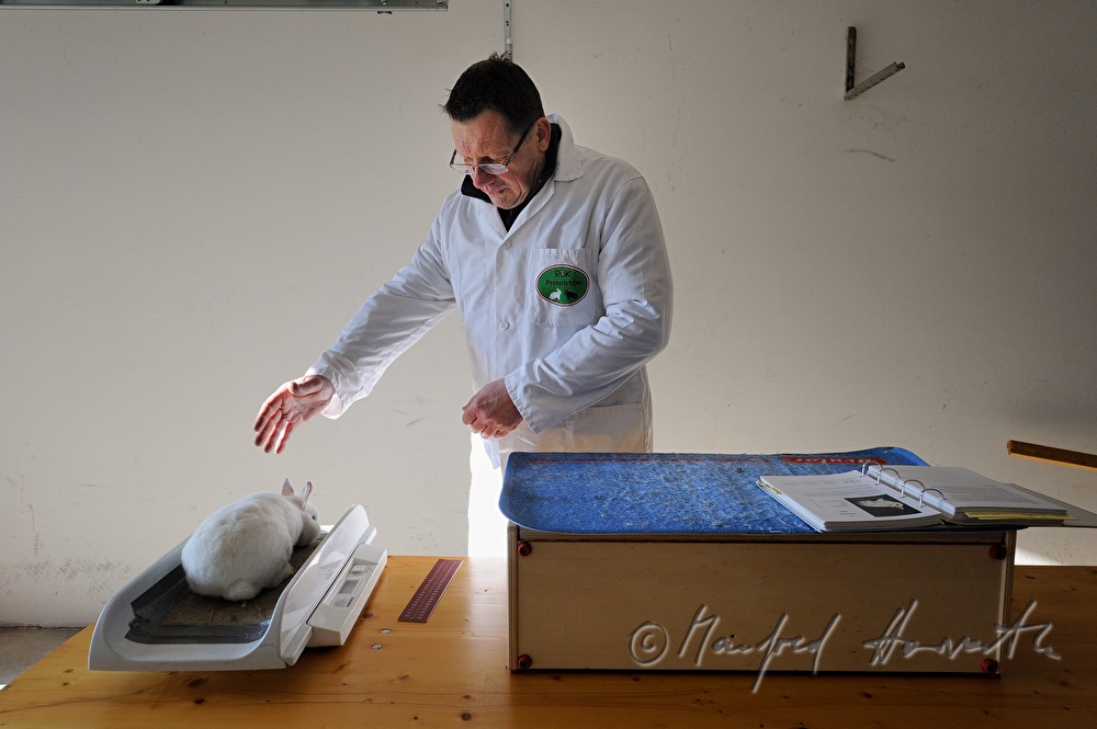 judge at a rabbit contest weighing a white bunny
