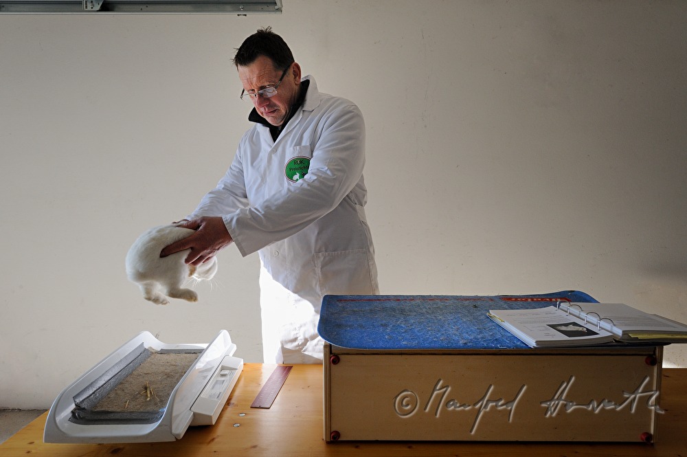 judge at a rabbit contest weighing a white bunny
