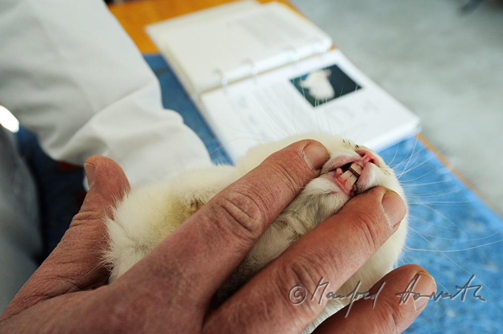 judge checking the incisors of an albino rabbit