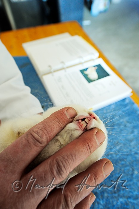 judge checking the incisors of an albino rabbit