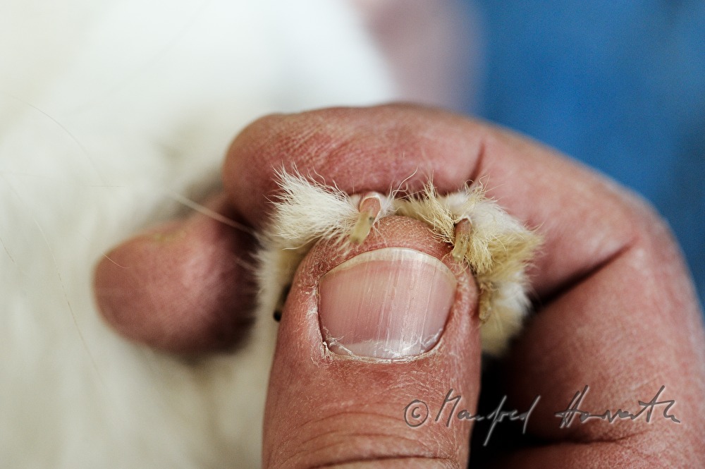 judge checking the claws of an albino rabbit