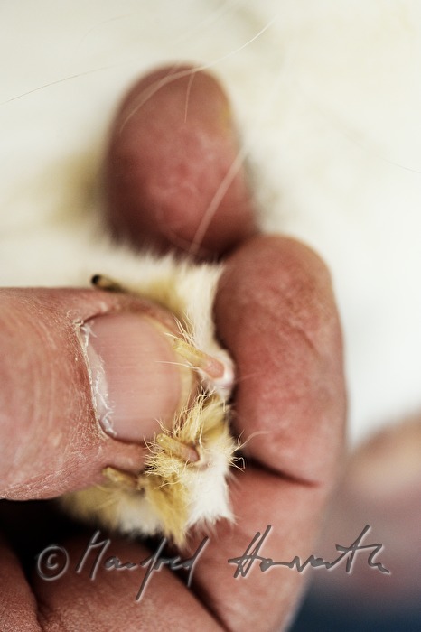 judge checking the claws of an albino rabbit