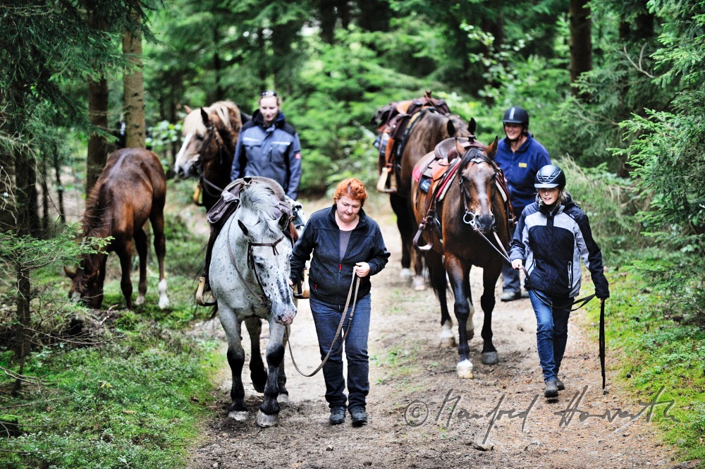 group of riders guides their horses
